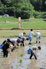 平成25年の田植え